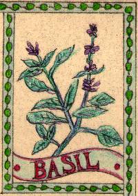 [Sweet Basil]