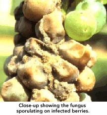 Close-up showing the fungus sporulating on berries