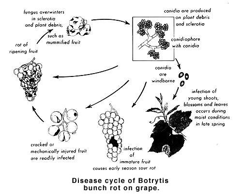 Disease cycle of Botrytis bunch rot