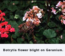 Botrytis flower blight on Geranium