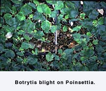 Figure 5. Botrytis blight on Poinsettia.