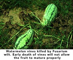 Watermelon vines killed by Fusarium wilt