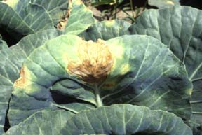 V-shaped black rot lesions on cabbage.