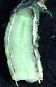 Discolored vascular tissue in cabbage stem and petiole.