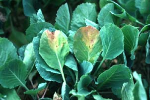 Black rot symptoms on cabbage transplants.