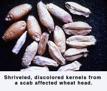 Scab affected wheat head.
